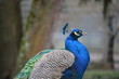 Pfau