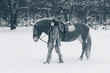 Photo: Woman with a Horse the Snow Woman with a Horse the Snow