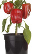 Photo: Sweet peppers plant isolated over white Sweet peppers plant isolated over white