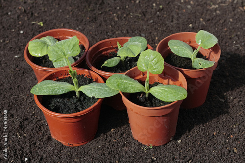 Photo: Planting vegetable seeds in prepared soil in spring Planting vegetable seeds in prepared soil in spring