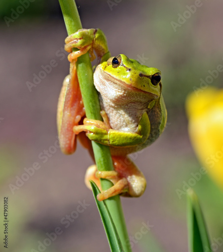 Photo: Frog Frog