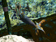 Under the Sea Mermaid