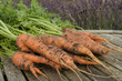 Photo: Fresh ripe carrots bunch on garden table Fresh ripe carrots bunch on garden table