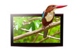 Foto: 3D TV with white-throated Kingfisher bird on the display 3D TV with white-throated Kingfisher bird on the display