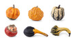 Courge - Cucurbitacés
