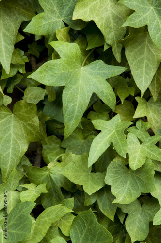 Photo: Ivy on wall Ivy on wall