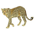 Vector leopard isolated on white background