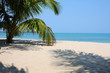 Palm Tree I