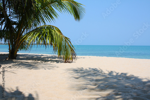 Photo: Palm Tree I Palm Tree I