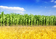 Corn Field
