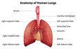 Human respiratory system