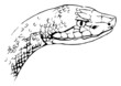 Copperhead snake