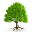 a very big green tree