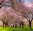 Garten mit  japanischen Kirschblüten