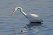 Airone bianco maggiore