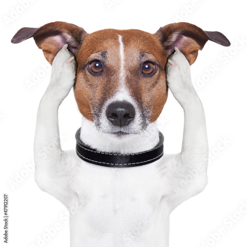 Photo: covering ears dog covering ears dog