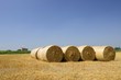 corn sheaves and stubbles, Polesine Parmense
