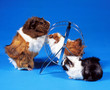 Foto: Meerschwein_117315 Meerschwein_117315