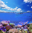 Underwater exotic life