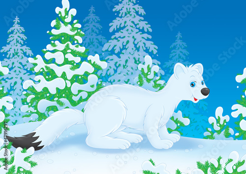 Illustration: White ermine in a snow-covered winter forest White ermine in a snow-covered winter forest