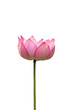 Lotus, isolated on white