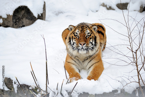 Photo: Beautiful wild siberian tiger on snow Beautiful wild siberian tiger on snow