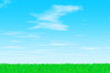 Grass on a sunny day