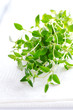 Photo: Thyme herb on white tablecloth Thyme herb on white tablecloth