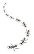 Toy Ants