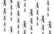 Toy Ants