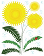 Dandelion