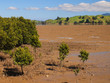 Mangroves in Estuary New Zealand