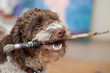 dog chewing a paintbrush