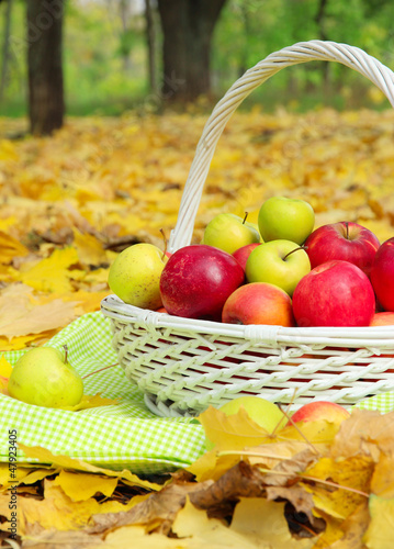 Photo: basket of fresh ripe apples in garden on autumn leaves basket of fresh ripe apples in garden on autumn leaves