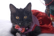 Black and White Christmas Kitten