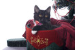 Black Kitten in Christmas Gift Box on White