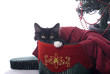 Black and White Christmas Kitty in a Velvet Box