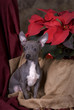 Chihuahua Puppy in Christmas Setting