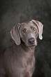 Photo: Weimaraner Weimaraner