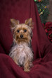 Yorkshire Terrier Christmas Portrait