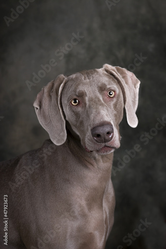 Photo: Weimaraner Weimaraner