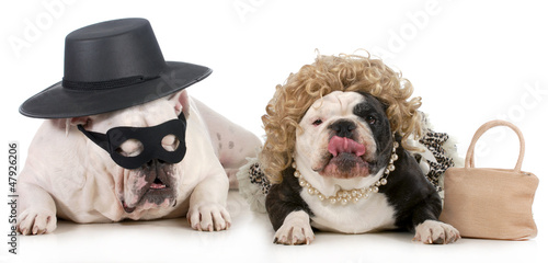 Photo: funny dog couple funny dog couple