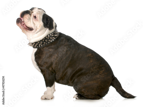 Photo: dog wearing collar dog wearing collar