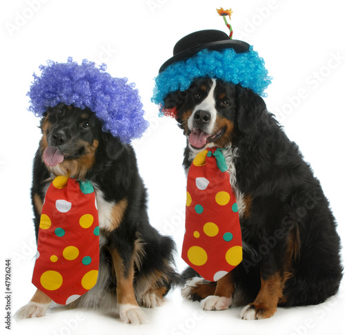 Photo: funny dogs funny dogs