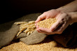 man hands with grain, on brown background