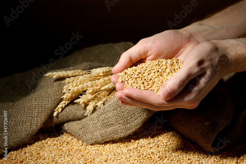 Photo: man hands with grain, on brown background man hands with grain, on brown background