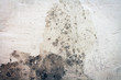 moldy wall full frame creating a grunge background