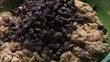 Adding Chocolate Chips