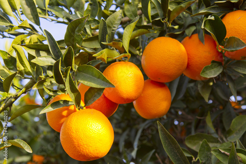  Valencia orange trees