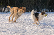 Running dogs on snow